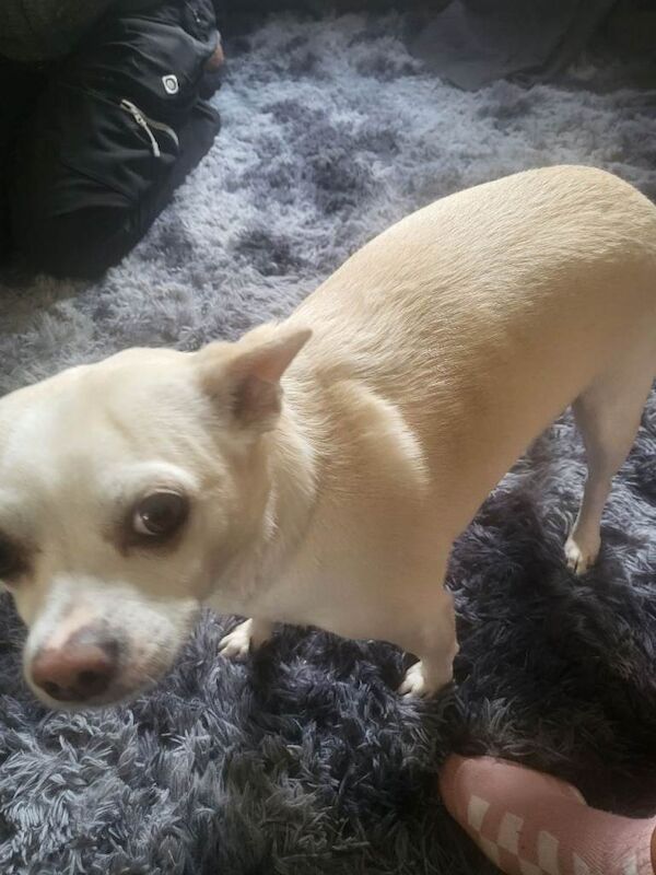 CHIHUAHUA/cross terrier - Image 4 of 4