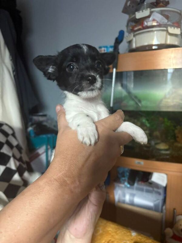 Chihuahua Puppies For Sale Under £1,000