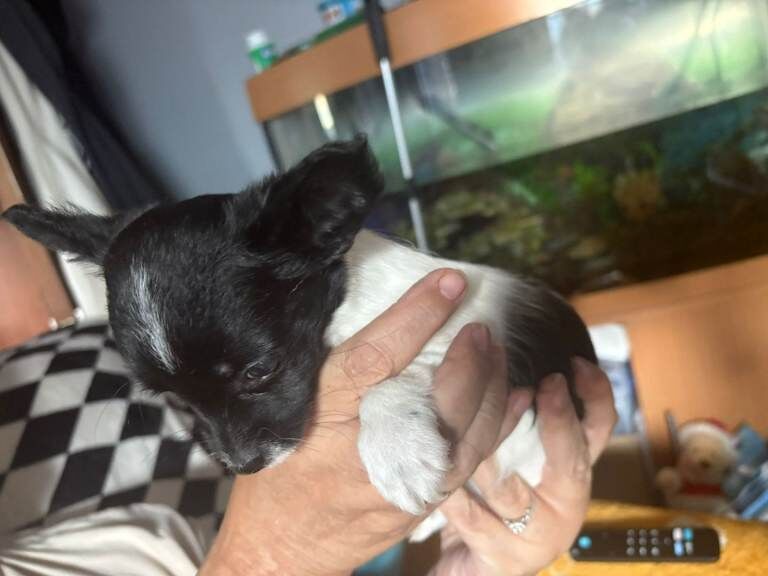 Chihuahua puppies for sale in Pontprennau, South Glamorgan – 8 weeks old - Image 3 of 6