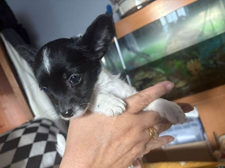 Chihuahua puppies for sale in Pontprennau, South Glamorgan – 8 weeks old - Image 4 of 6