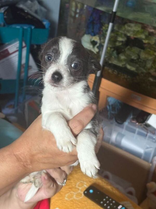 Chihuahua puppies for sale in Pontprennau, South Glamorgan – 8 weeks old - Image 5 of 6