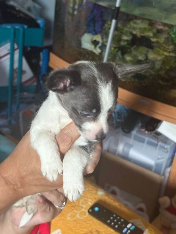 Chihuahua puppies for sale in Pontprennau, South Glamorgan – 8 weeks old - Image 6 of 6
