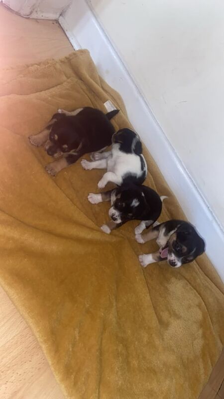 Chihuahua puppies for sale in Bilston, West Midlands – 8 weeks old