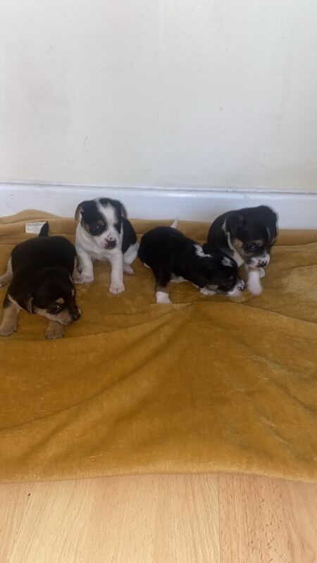 Chihuahua puppies for sale in Bilston, West Midlands – 8 weeks old - Image 2 of 3