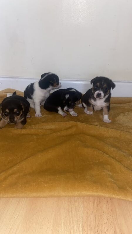 Chihuahua puppies for sale in Bilston, West Midlands – 8 weeks old - Image 3 of 3