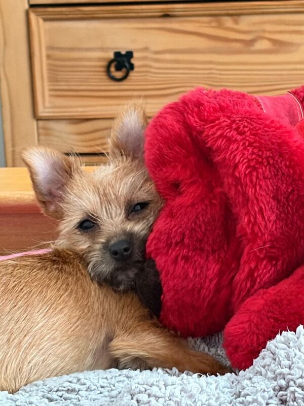 Chihuahua cross Yorkshire terrier
