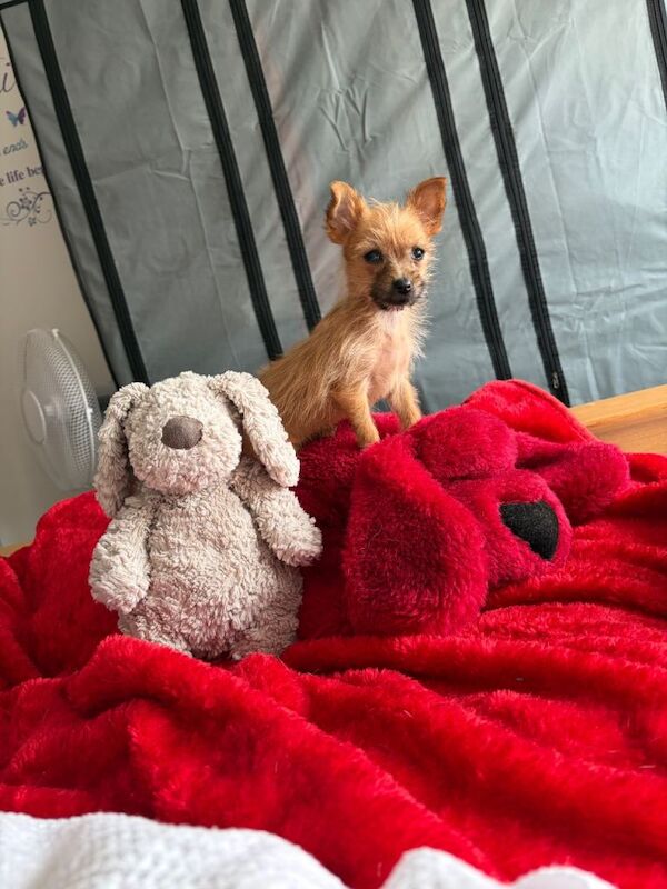 Chihuahua cross Yorkshire terrier - Image 2 of 2