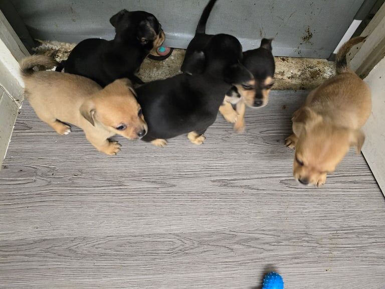 Chihuahua crossed jack Russell for sale in South East London, London