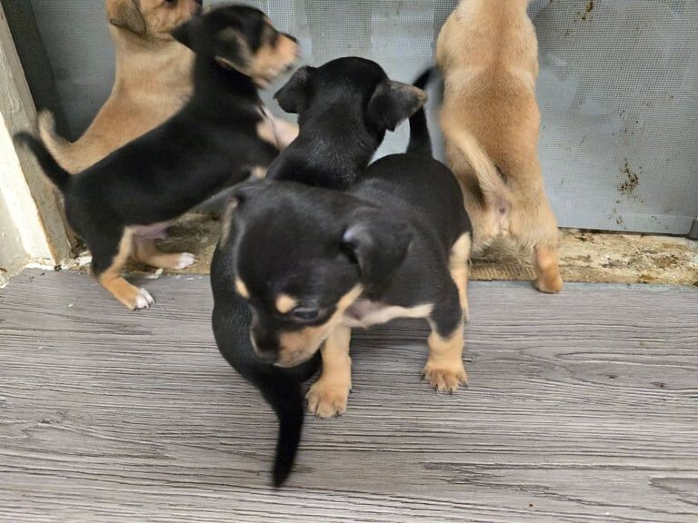 Chihuahua crossed jack Russell for sale in South East London, London | Image 3