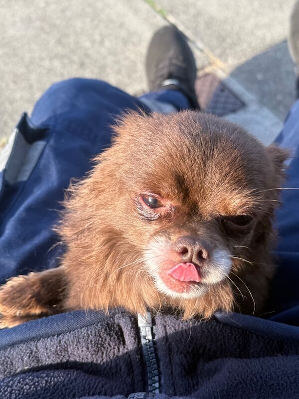 Chihuahua puppies for sale in Carluke, Lanarkshire – 3 years old