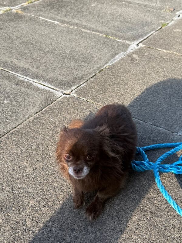 Chihuahua puppies for sale in Carluke, Lanarkshire – 3 years old - Image 2 of 3