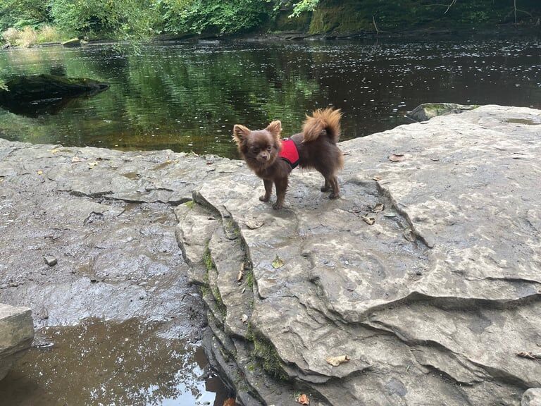 Chihuahua puppies for sale in Carluke, Lanarkshire – 3 years old - Image 3 of 3