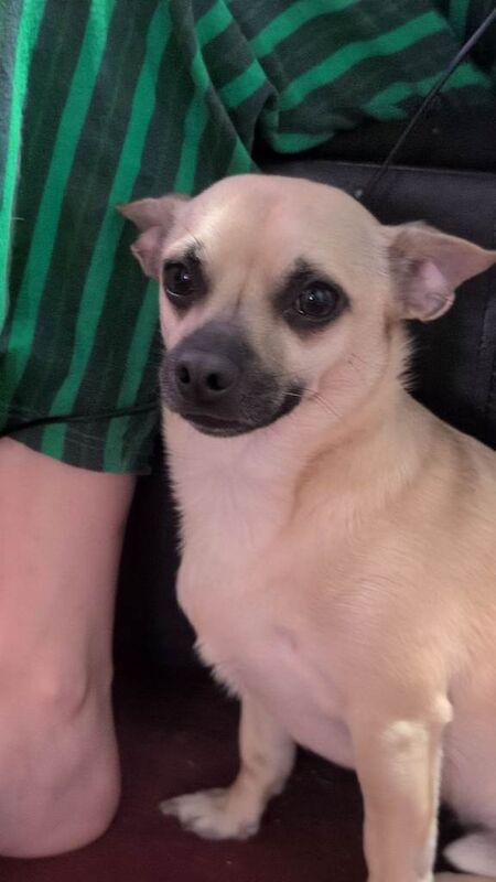 Chihuahua dog for sale - Image 2 of 6