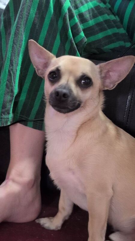 Chihuahua dog for sale - Image 3 of 6