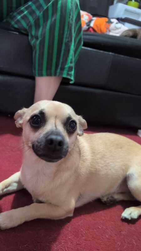 Chihuahua dog for sale - Image 4 of 6