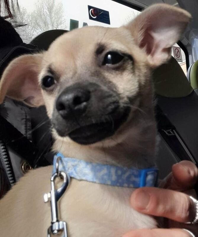 Chihuahua dog for sale - Image 5 of 6