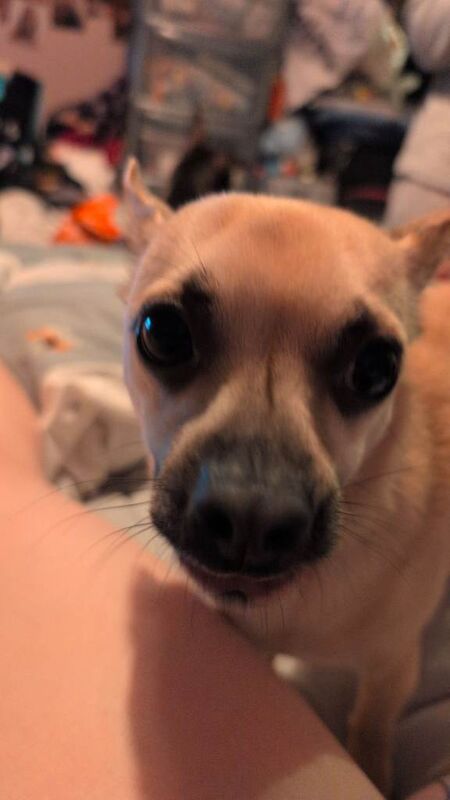 Chihuahua dog for sale - Image 6 of 6