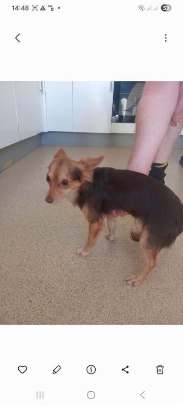 Chihuahua dog for sale