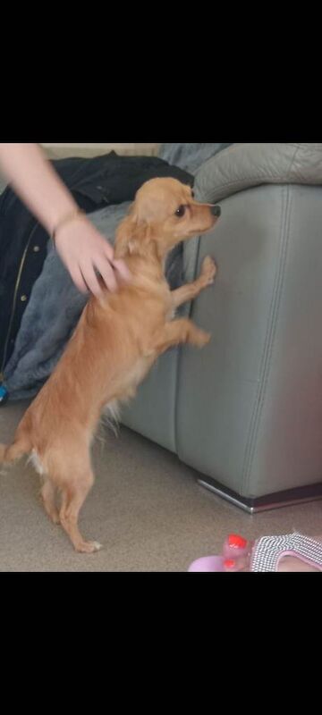 Chihuahua dog for sale - Image 2 of 2