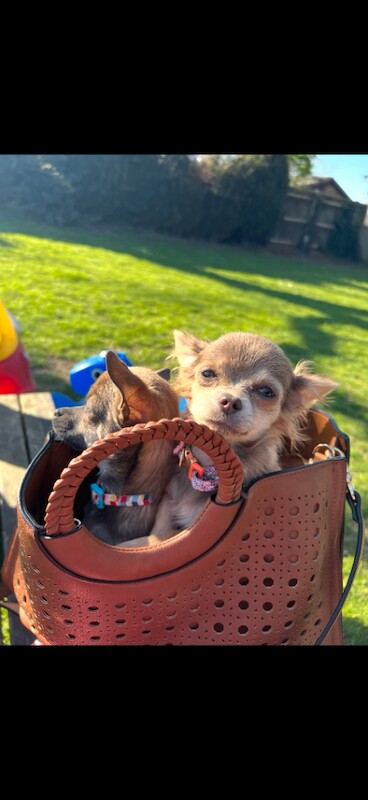 Chihuahua Puppies For Sale