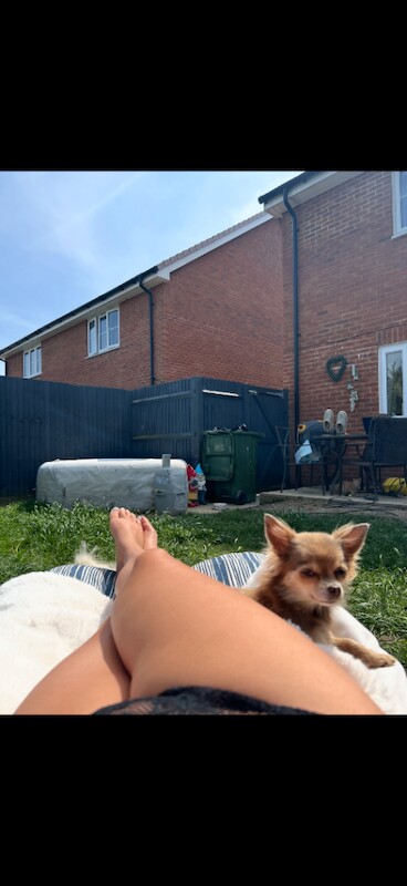 Chihuahua dogs must go as a pair - Image 2 of 4