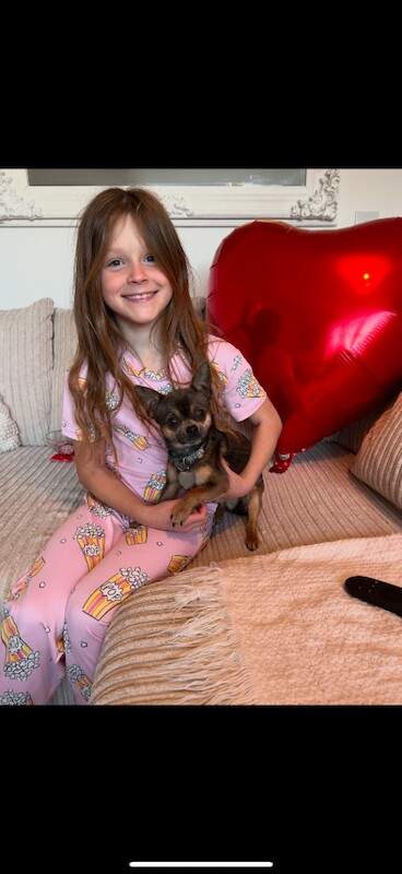 Chihuahua dogs must go as a pair - Image 3 of 4