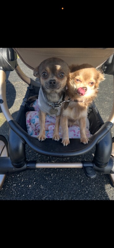 Chihuahua dogs must go as a pair - Image 4 of 4