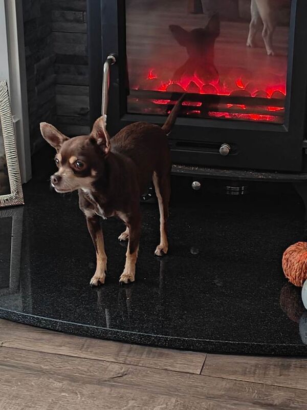 Chihuahua Puppies For Sale