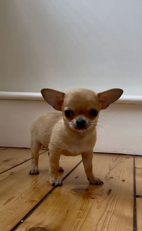 Chihuahua puppies for sale in Redruth, Cornwall – KC registered, 3 months old