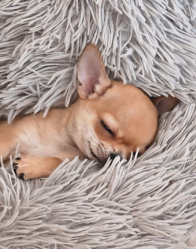 Chihuahua puppies for sale in Redruth, Cornwall – KC registered, 3 months old - Image 2 of 3