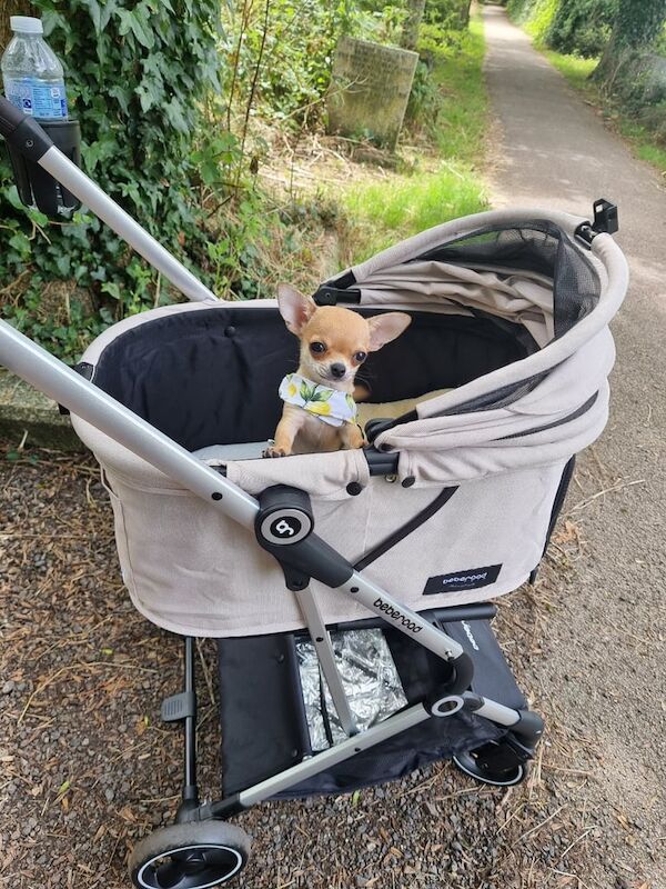 Chihuahua puppies for sale in Redruth, Cornwall – KC registered, 3 months old - Image 3 of 3