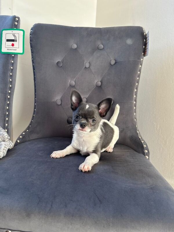 Chihuahua puppies for sale in Taunton, Somerset – 11 weeks old