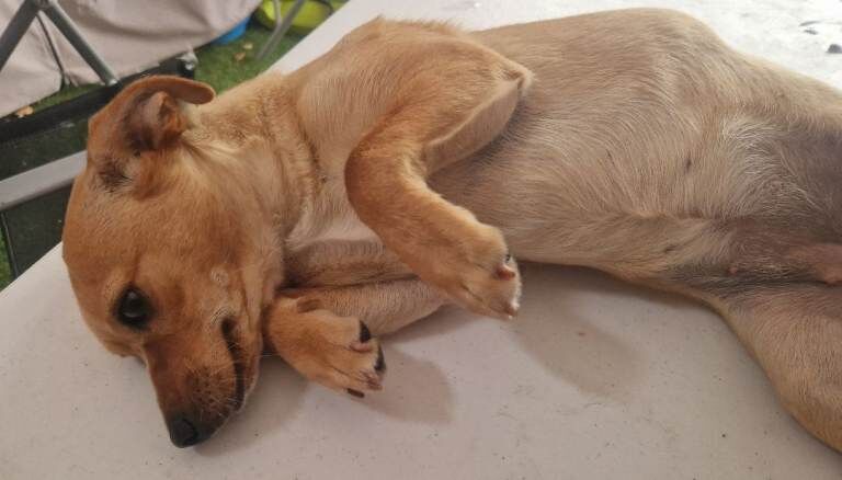 Chihuahua Puppies For Sale