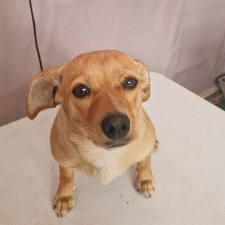 Chihuahua Female Puppy Ready for New Home - Image 2 of 3