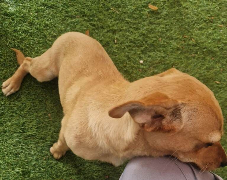 Chihuahua Female Puppy Ready for New Home - Image 3 of 3