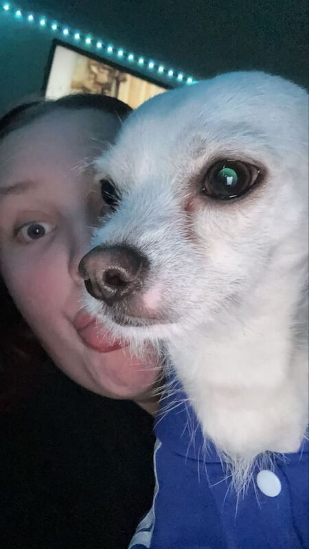 Chihuahua for Sale in Muswell Hill, Greater London