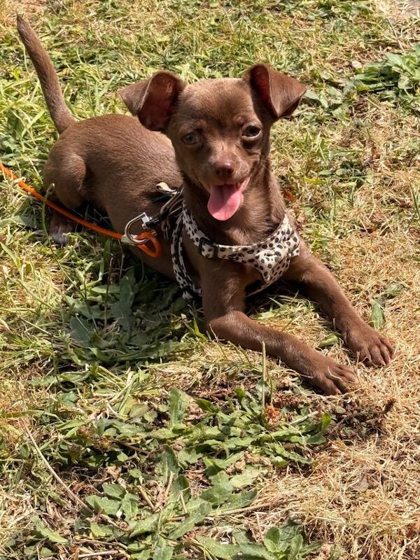 Chihuahua Puppies For Sale Under £1,000