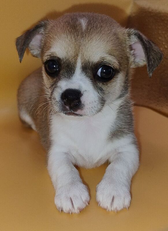 Chihuahua puppies for sale in Sandwell, West Midlands – KC registered, 9 weeks old - Image 2 of 3