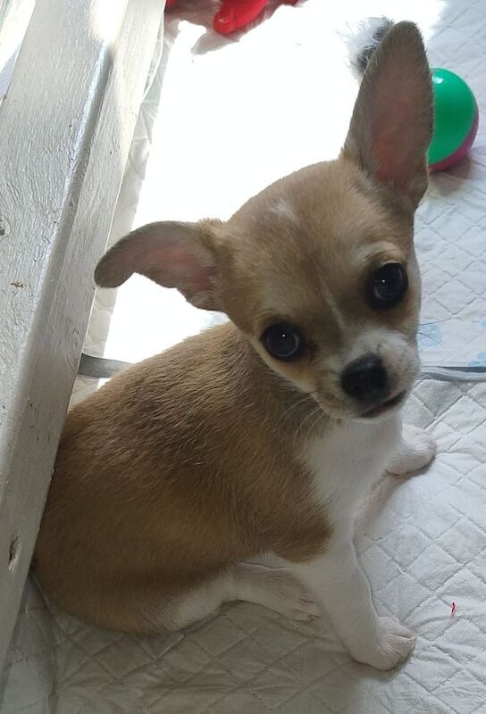 Chihuahua for sale female (sable) for sale in Sandwell, West Midlands
