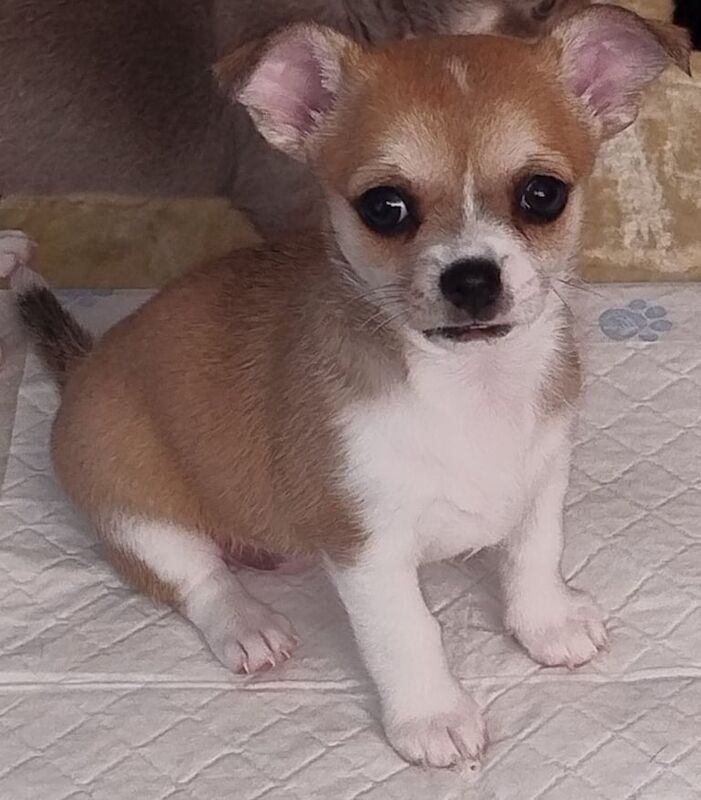 Chihuahua for sale female (sable) for sale in Sandwell, West Midlands | Image 2