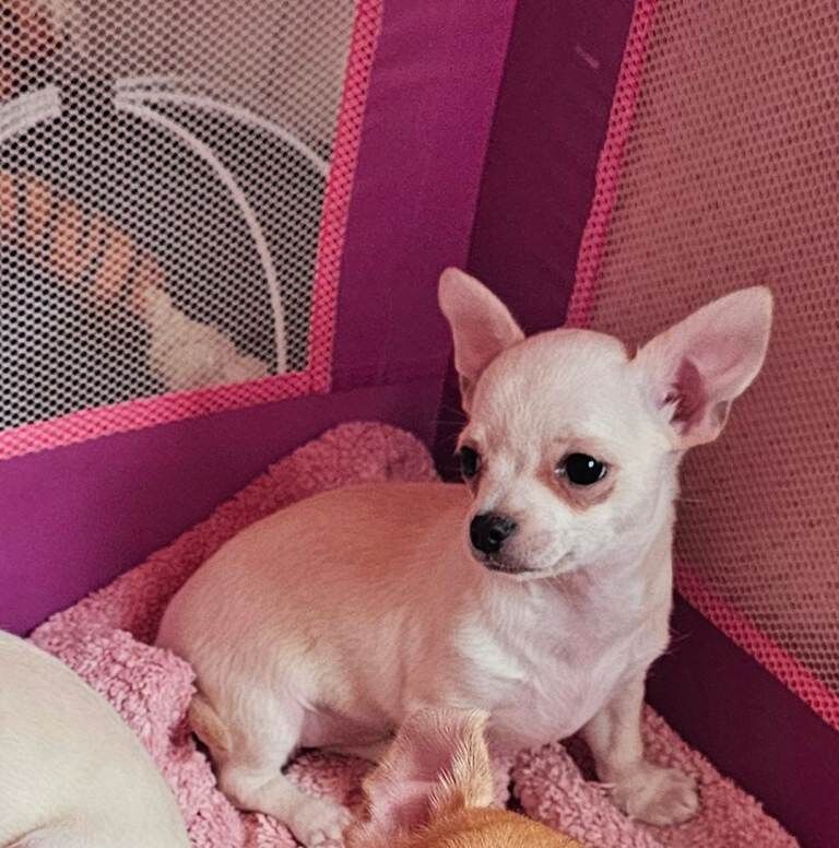 Chihuahua for sale, READY NOW