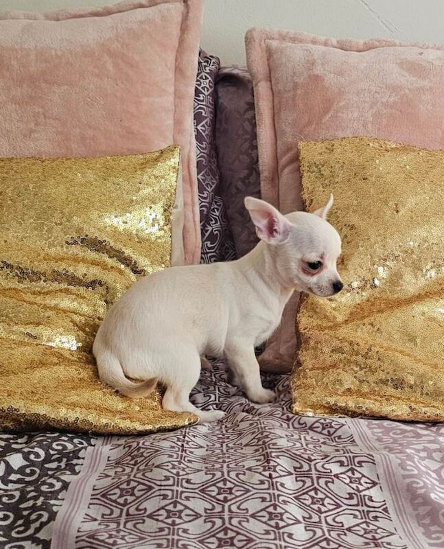 Chihuahua for sale, READY NOW - Image 2 of 6