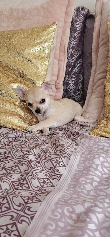 Chihuahua for sale, READY NOW - Image 3 of 6
