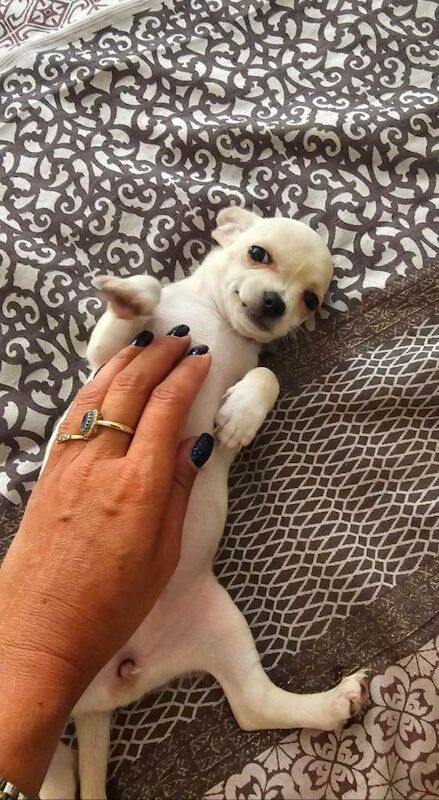Chihuahua for sale, READY NOW - Image 4 of 6