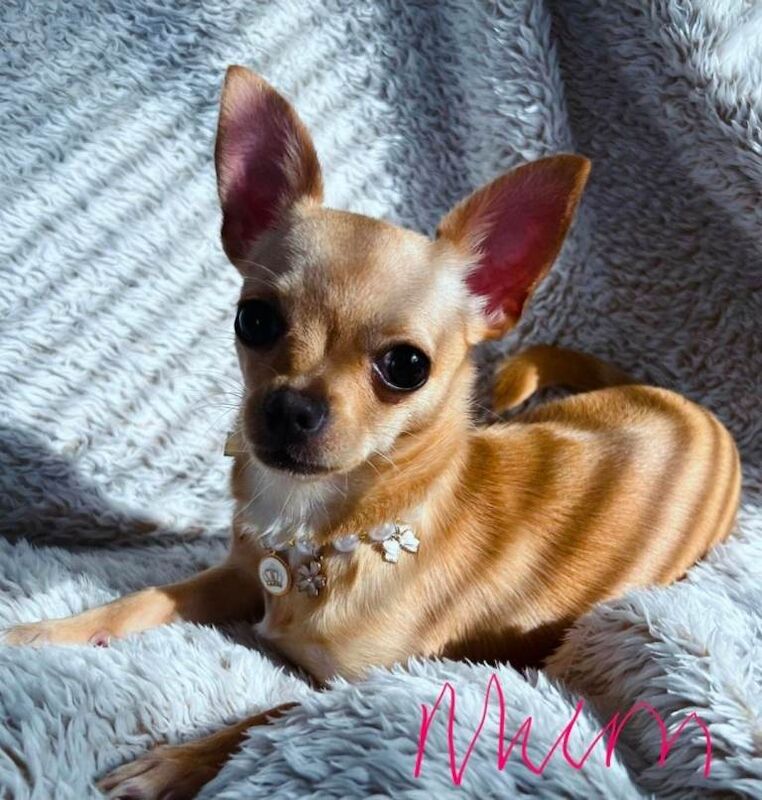 Chihuahua for sale, READY NOW - Image 6 of 6