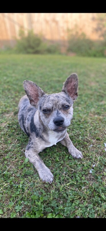Chihuahua Puppies For Sale