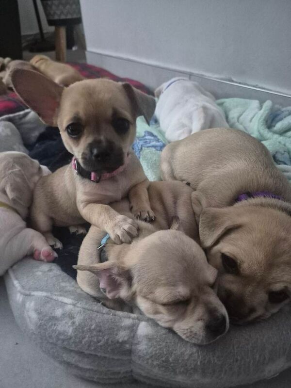 Chihuahua/frenchies