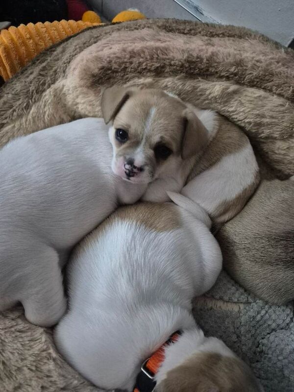 Chihuahua/frenchies - Image 2 of 3