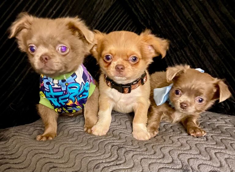 Chihuahua Puppies For Sale