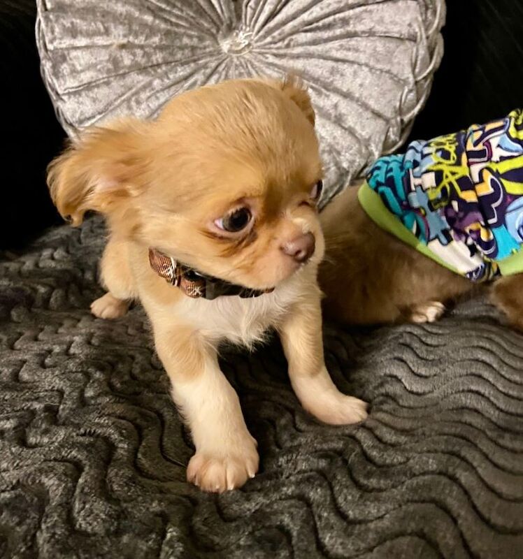 Chihuahua full Russian boy puppies - Image 2 of 5